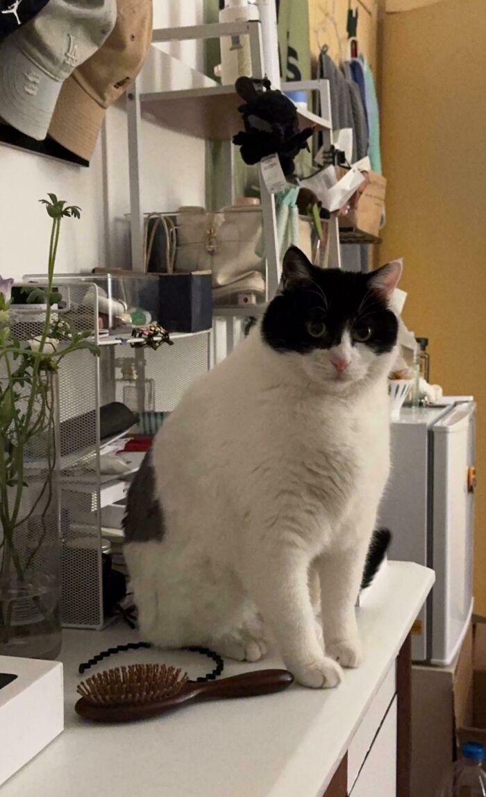 Black and white cat sitting on a table with household items, showing typical moments cats made owners laugh with funny poses.