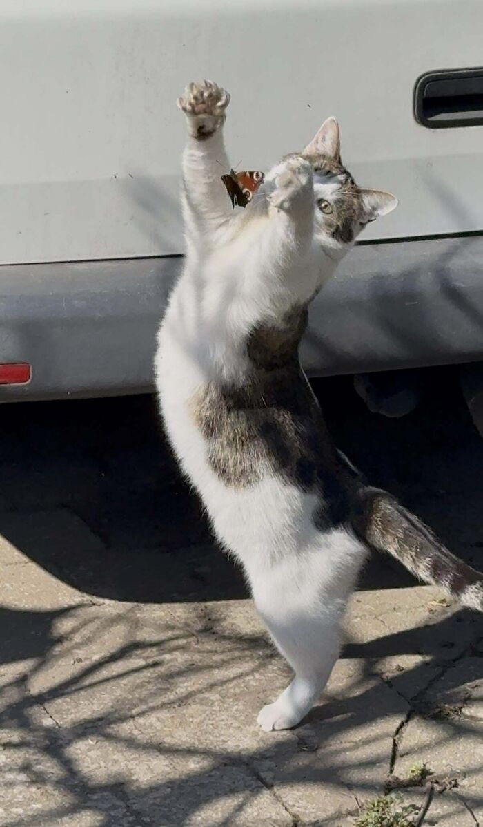 Cat standing on hind legs outdoors, playfully reaching up as a butterfly lands on its paw, funny cat moment.