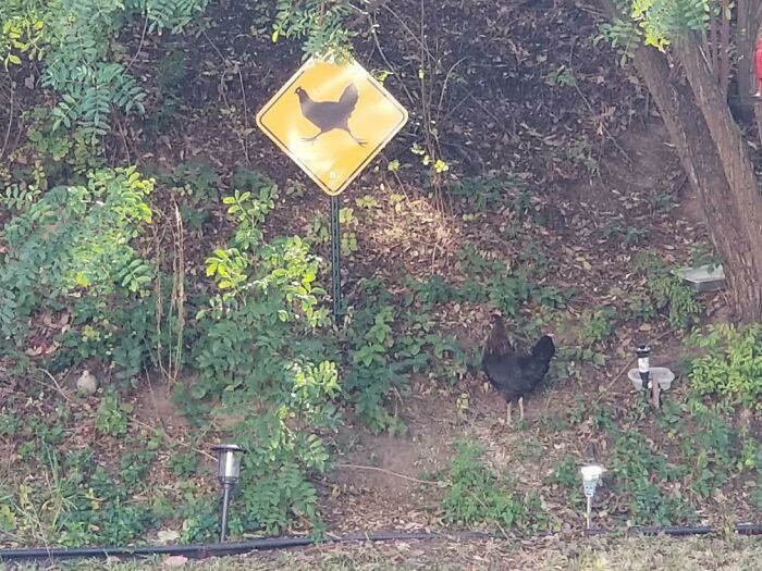 Yellow chicken crossing sign posted in a garden with a real black chicken nearby, showing hilarious dad humor in fatherhood.