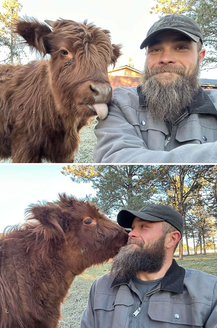 Man with beard and cap interacting with a fluffy calf, showcasing animals being their hilarious selves outdoors.