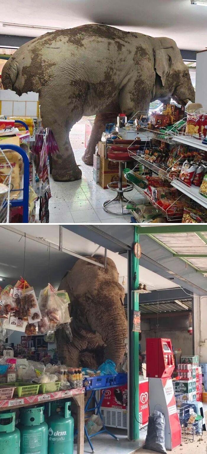 Elephant inside a store surrounded by snacks and groceries, showing animals being their hilarious selves.