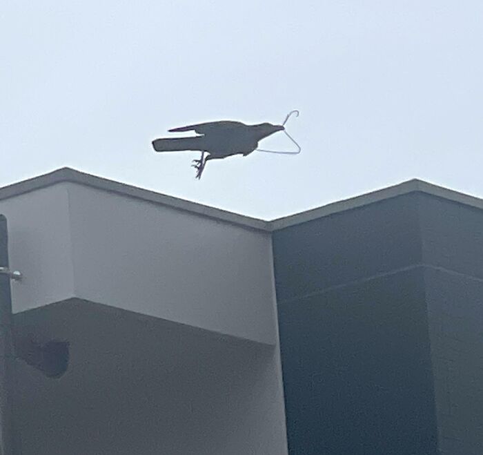 Bird flying above a building holding a wire hanger in its beak, showcasing animals being their hilarious selves.