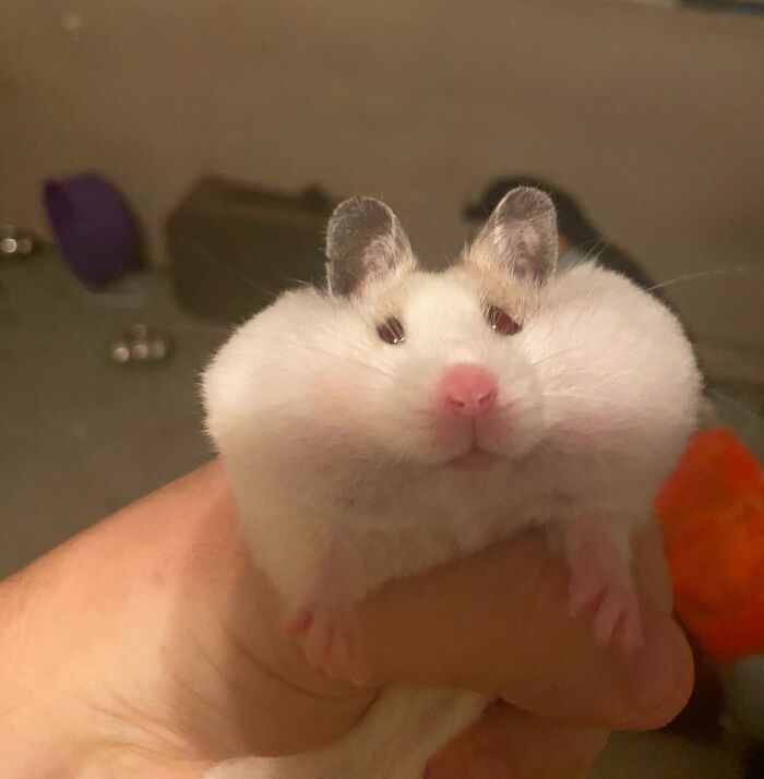 Close-up of a hamster with hilariously stuffed cheeks held gently, showcasing animals being their hilarious selves.