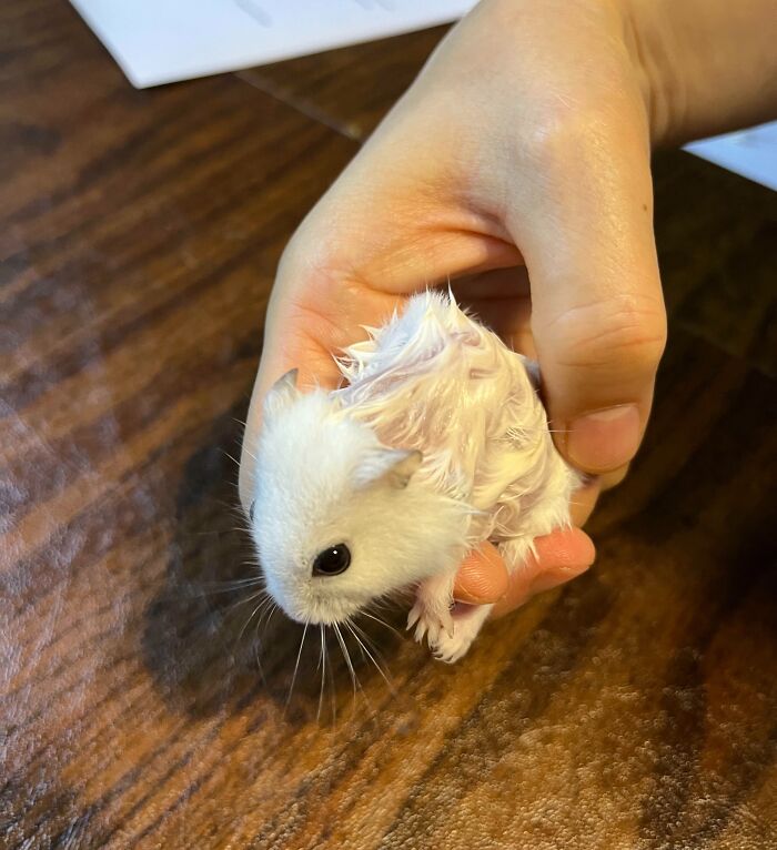 Small wet hamster being held gently by a hand, showcasing animals being their hilarious selves in a lighthearted moment.