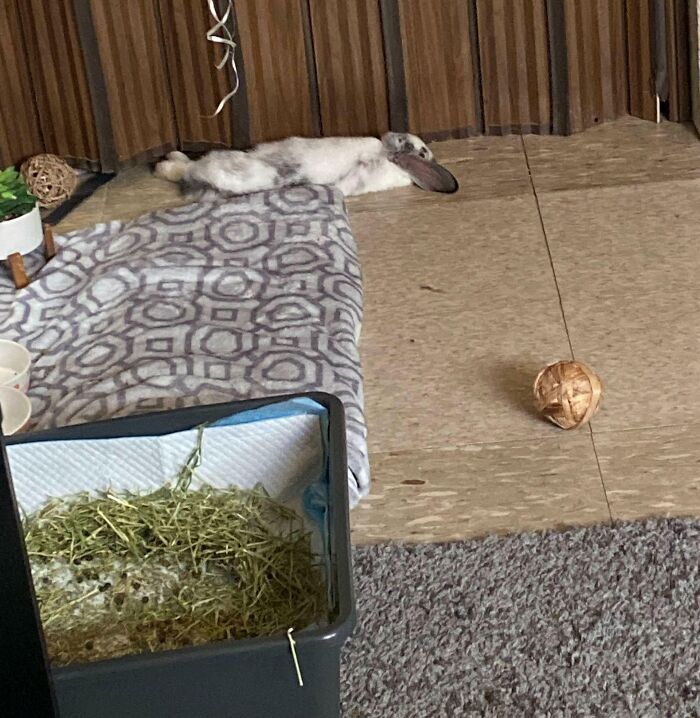 Rabbit lying on its side on a blanket next to a hay box and a hanging toy in a room, showcasing animals being hilarious.