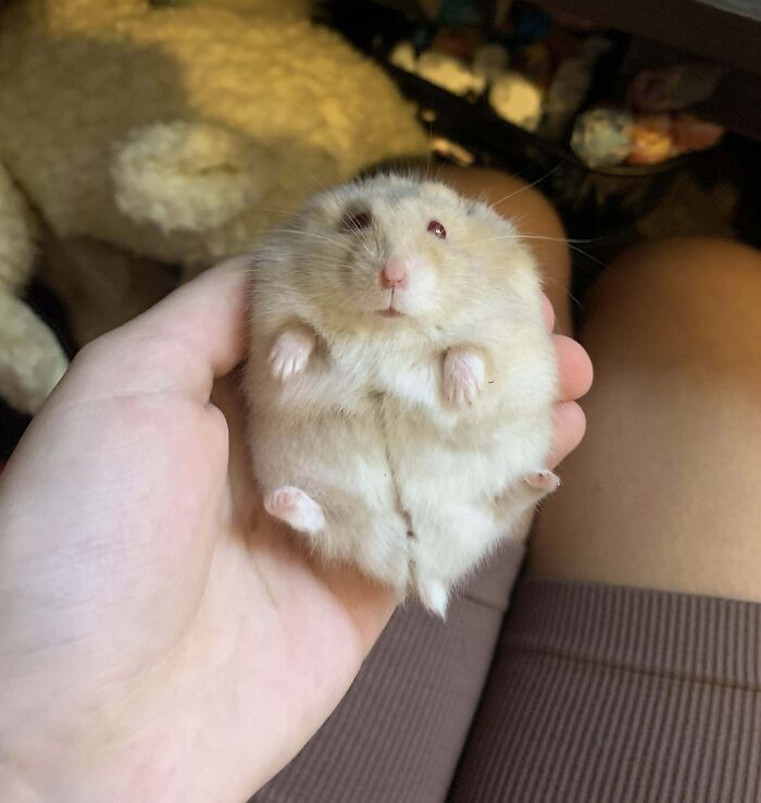 Fluffy hamster being its hilarious self while comfortably held in a person's hand to make your day better.