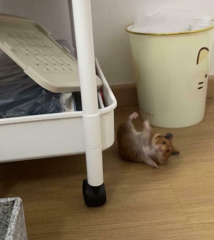 Hamster rolling on the floor next to a white storage cart and a yellow wastebasket in a funny animal moment.