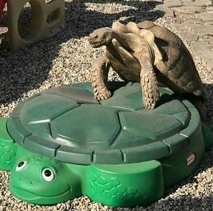 Tortoise resting on a green turtle-shaped sandbox, showcasing animals being their hilarious selves outdoors.