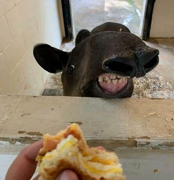 A funny animal showing its teeth eagerly while looking over a barrier, capturing animals being their hilarious selves.