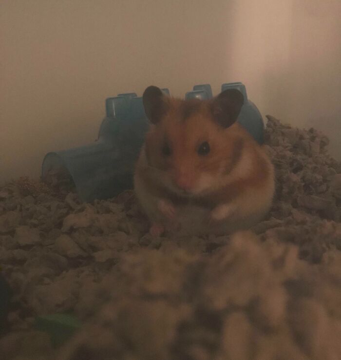 Hamster being its hilarious self sitting on bedding near a blue plastic tunnel in a dimly lit enclosure.