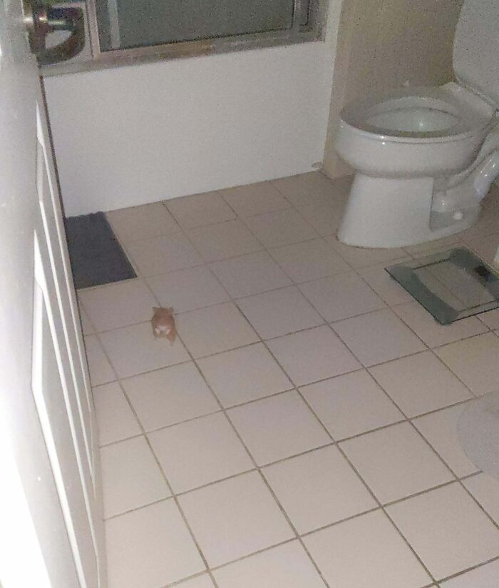 Small animal being their hilarious self in a bathroom next to a toilet on a tiled floor to brighten your day.
