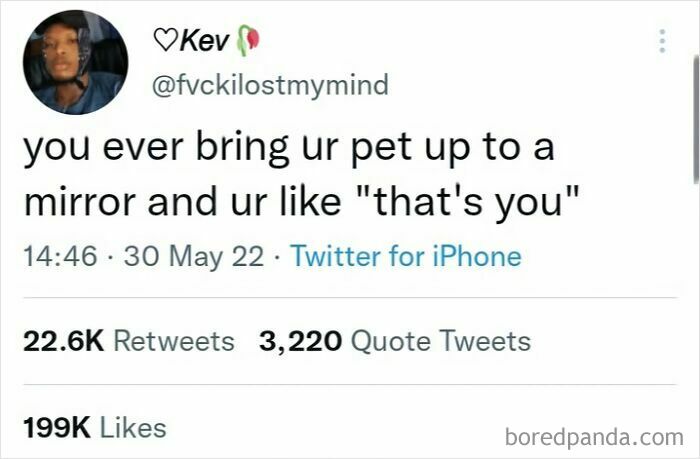 Tweet screenshot showing a humorous internet post about pets and mirrors, highlighting weird internet moments captured.