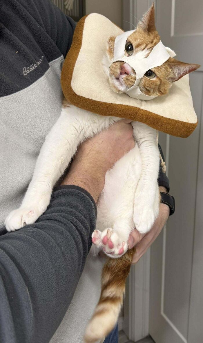 Orange and white cat wearing a bread-shaped costume held by a person, capturing a funny moment cats made owners laugh online.