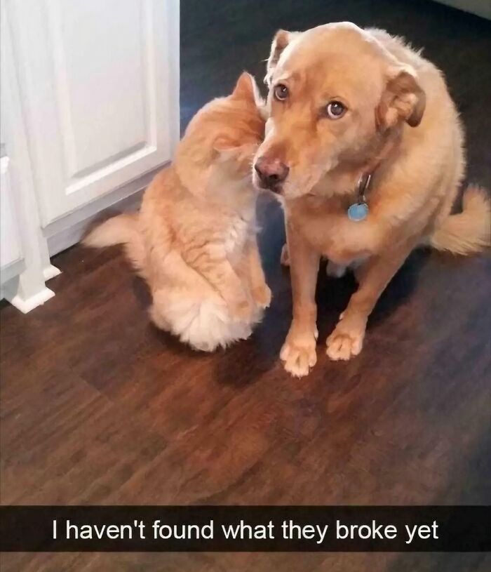 Cat whispering to a dog with a guilty expression on a wooden floor, capturing a funny moment from cats made owners laugh.