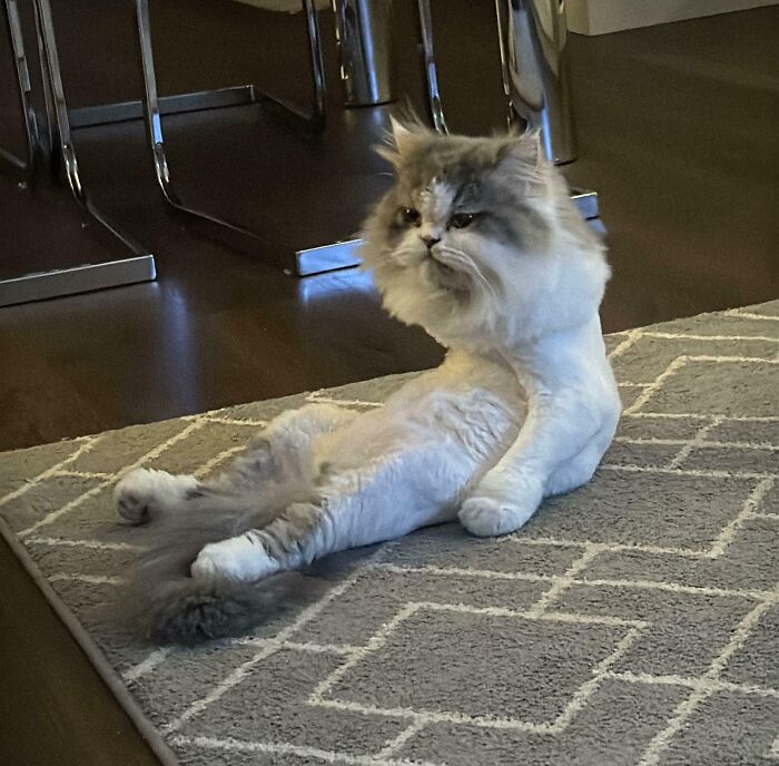 Fluffy cat sitting unusually on a carpet, making its owners laugh with a funny and relaxed pose at home.