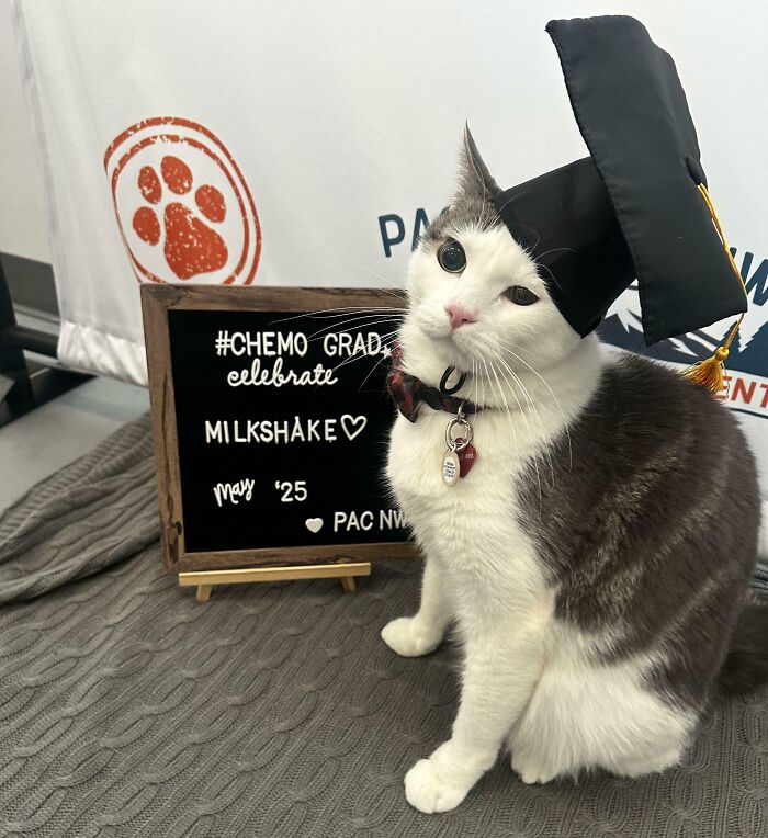 Cat wearing a graduation cap sitting beside a sign celebrating a chemo grad named Milkshake, funny and adorable moment.