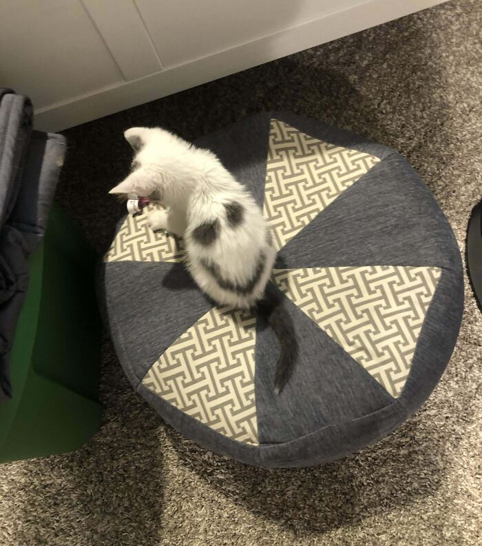 White and black spotted cat playing on a patterned round cushion, one of the cats that made their owners laugh online.