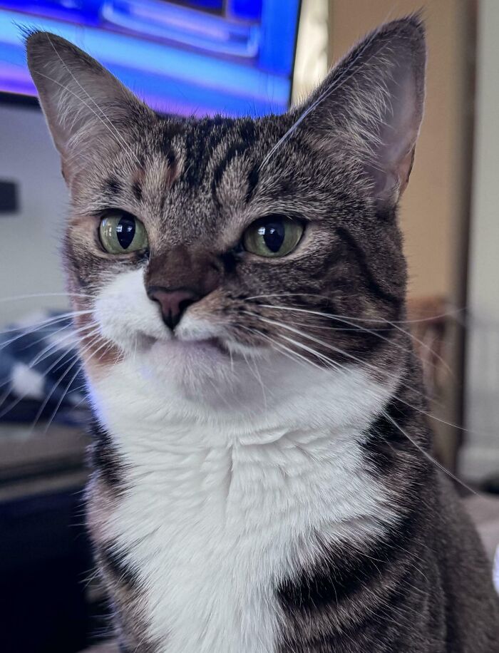 Close-up of a tabby cat with white chest making owners laugh with its unique expression in a funny cat moment shared online