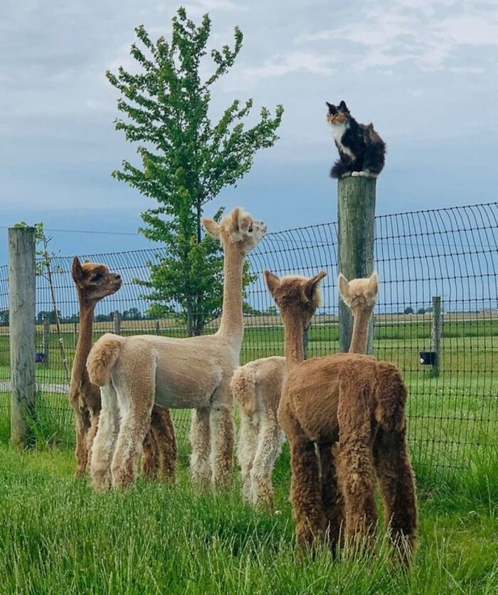 Cat sitting on a fence post surrounded by curious alpacas in a grassy field, capturing a funny and unexpected moment.