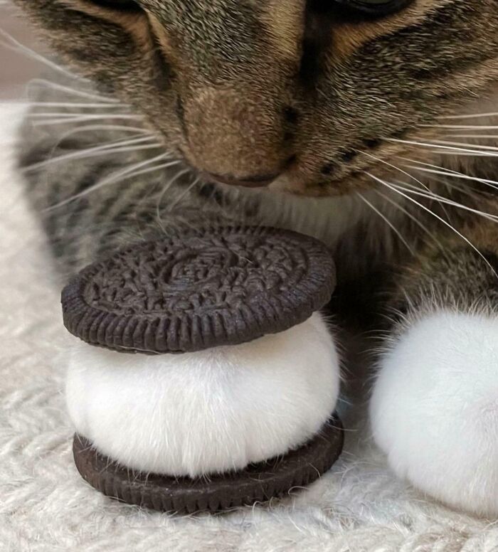 Close-up of a cat's paw sandwiched between two cookies, showcasing funny moments cats made their owners laugh.