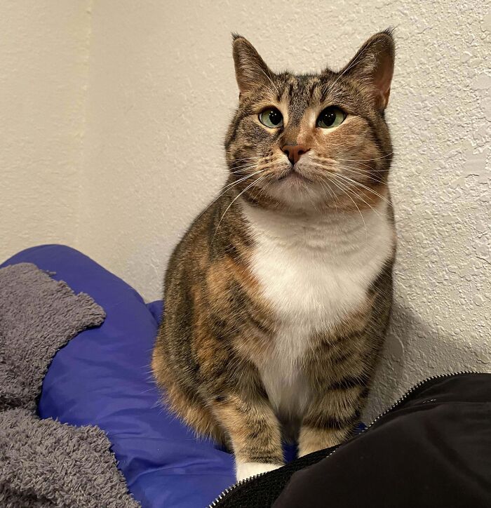 Tabby cat sitting on a blue blanket with a curious expression, one of the funny cats that made owners laugh online.
