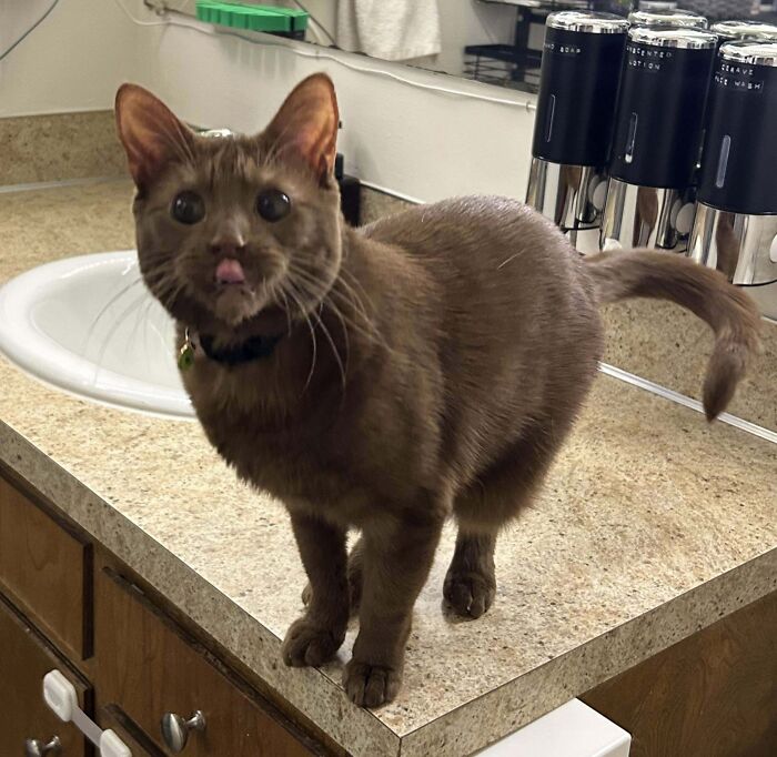 Brown cat making owners laugh by standing on kitchen counter with tongue out, captured in funny online cat pics.