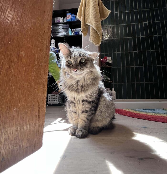 Fluffy tabby cat sitting on the floor in a sunlit room, showcasing a cute and amusing expression.