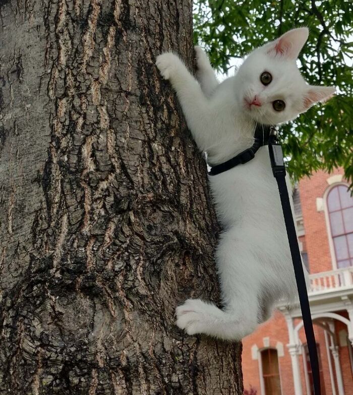 White cat wearing a harness climbing a tree outdoors, showcasing one of the many times cats made their owners laugh.