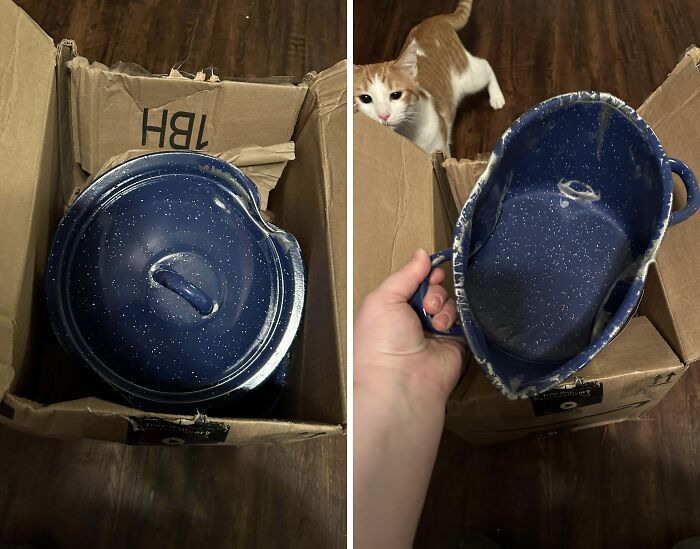Damaged blue enamel pot inside a torn cardboard box, showing delivery packaging failure with a curious cat nearby.