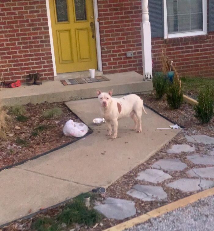 A dog stands near a plastic bag on a porch, illustrating a package delivery that went totally off track.