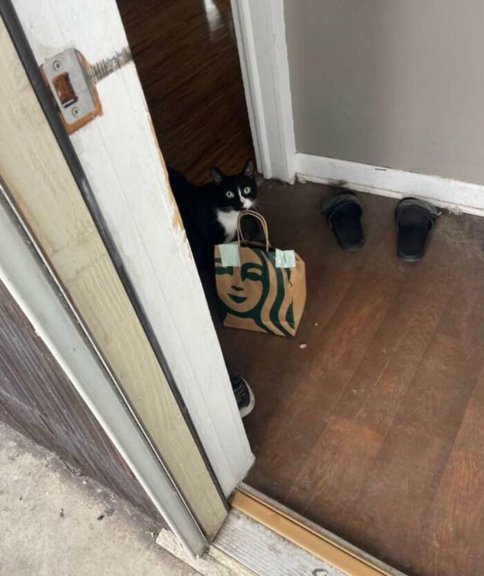 Black and white cat holding a delivery bag by the door, illustrating unfortunate delivery moments off track.