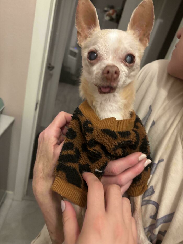 Small adopted dog wearing a leopard print sweater, held and petted, showing a happy and calm expression.