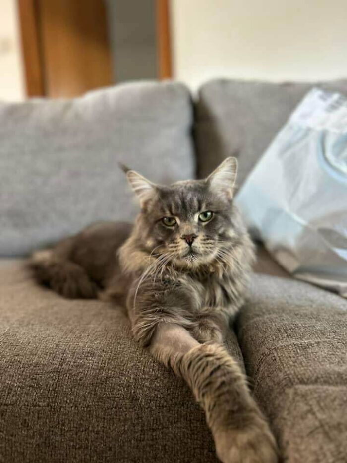Gray long-haired cat resting on a couch, showing the happy face of an adopted pet enjoying a second chance.