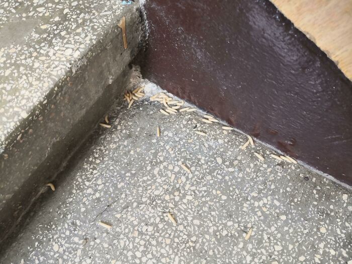 Dead maggots scattered on the floor near a corner of stairs, highlighting schools that are not created equal.