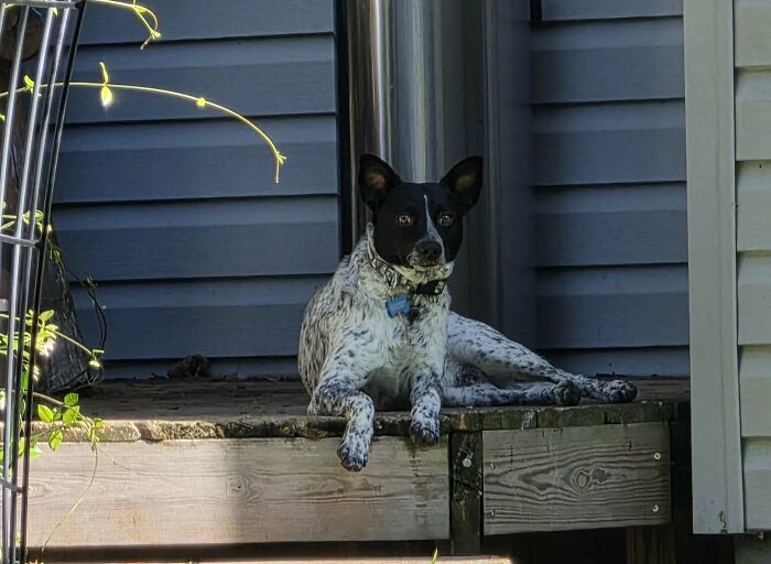 Black and white adopted dog lying on wooden porch steps, showing a happy face of a second chance pet.