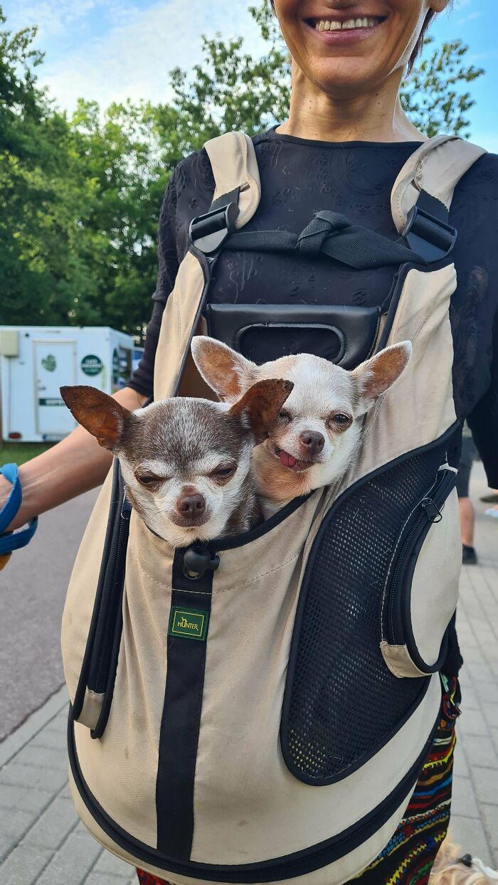 Two adopted small dogs with happy faces peeking out of a beige pet carrier worn by a smiling person outdoors.