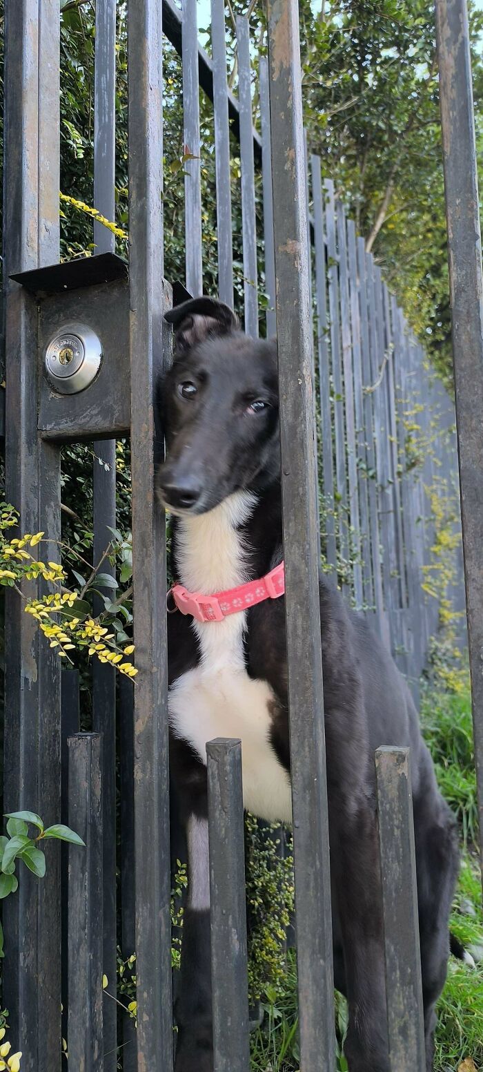 Black and white adopted dog with a pink collar peeking happily through iron fence bars outdoors in a garden.
