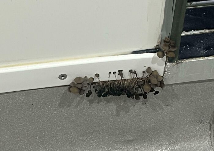 Moldy mushrooms growing on the baseboard inside a poorly maintained school, highlighting problems in school environments.