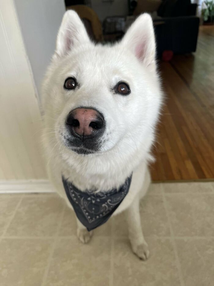White adopted dog with a happy face wearing a blue bandana indoors showing second chance joy