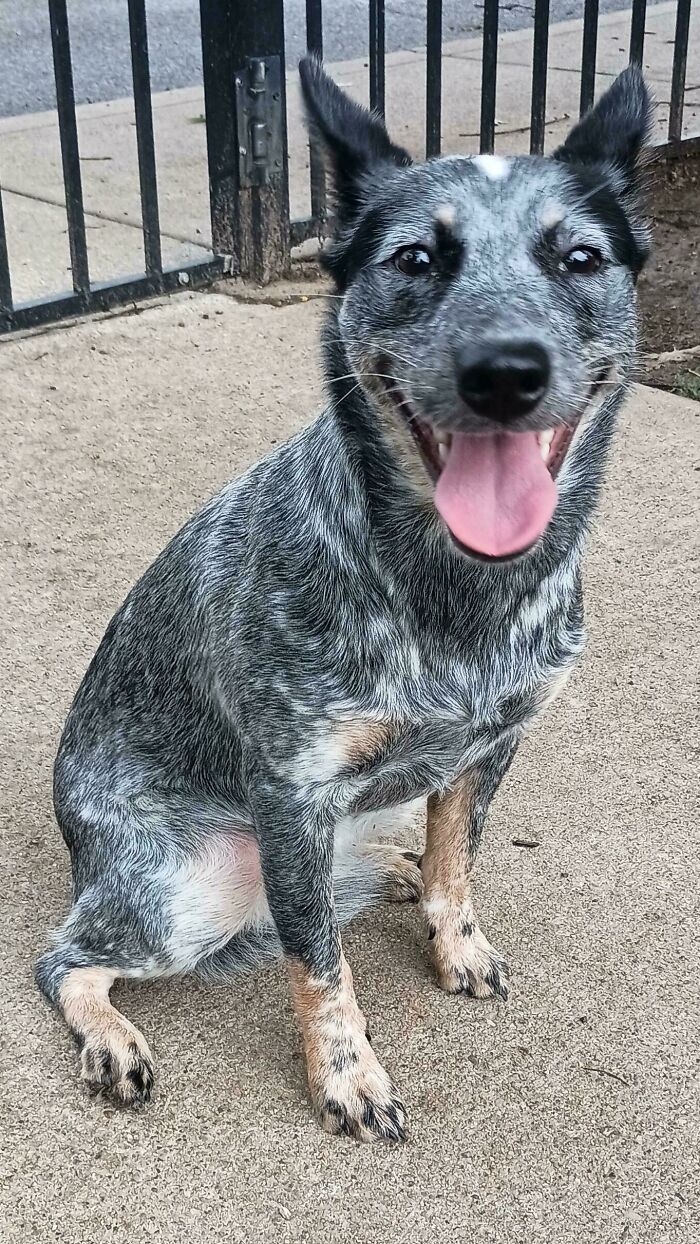 Happy adopted pet dog with a speckled coat sitting on pavement near a black metal fence, showing a joyful expression