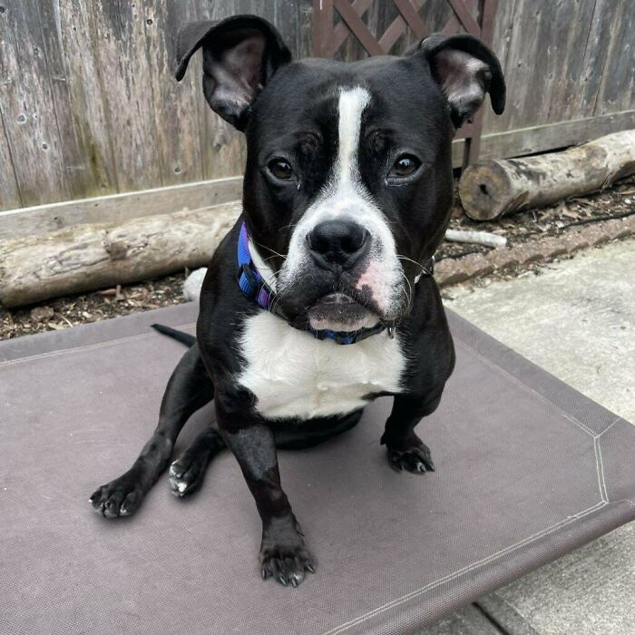 Black and white adopted dog with happy face sitting on a pet bed outside, showcasing the joy of second chance pets.