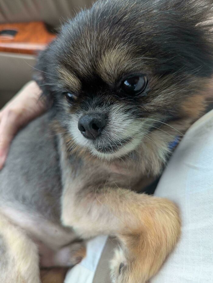 Small adopted dog with a happy face resting in a person's arms, showing the joy of pet adoption second chances.