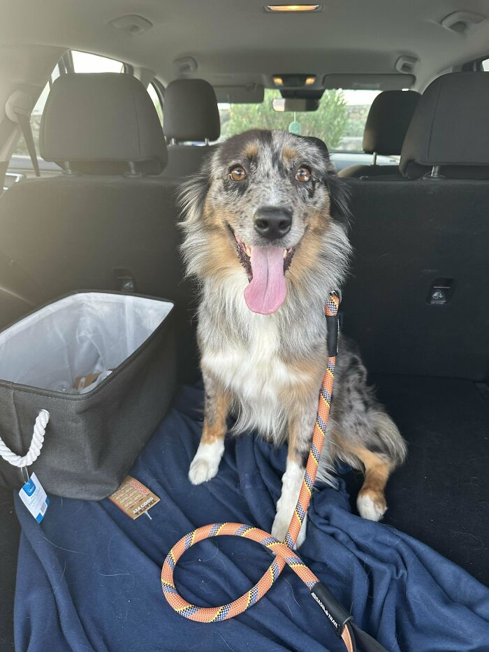 Happy adopted dog with tongue out sitting in car, showcasing joyful second chance for adopted pets.