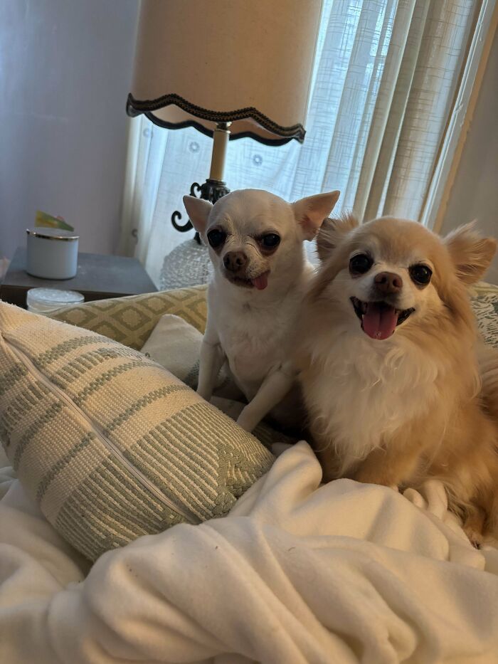 Two adopted pets, a white and a tan Chihuahua, sitting happily on a couch with pillows and a lamp in the background