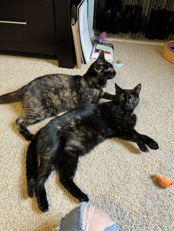 Two adopted cats with happy faces lying on carpet near toys, showcasing the joy of second chance pets.