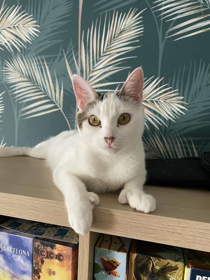 White and tabby adopted cat with happy face lying on a wooden shelf showcasing pets deserving a second chance.