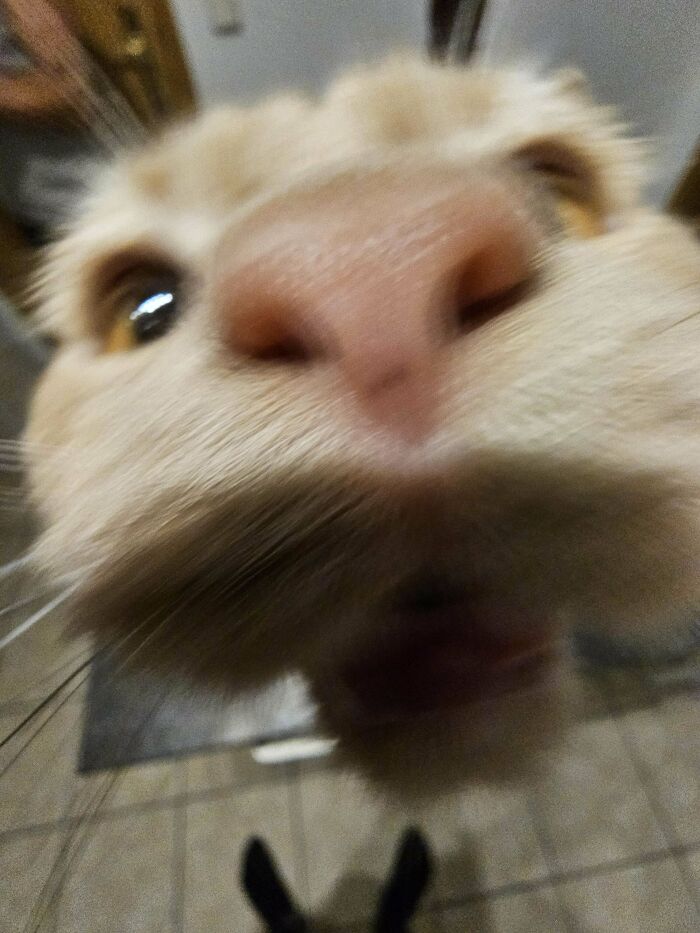 Close-up of a happy adopted pet’s face showing joy and the positive impact of giving pets a second chance.
