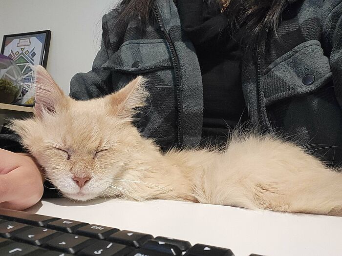 Light-colored adopted cat peacefully sleeping on desk near keyboard, showing the joy of second chance pets.