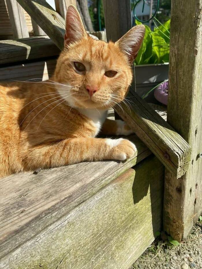 Orange tabby cat resting on wooden steps, showcasing the happy face of an adopted pet enjoying a second chance.