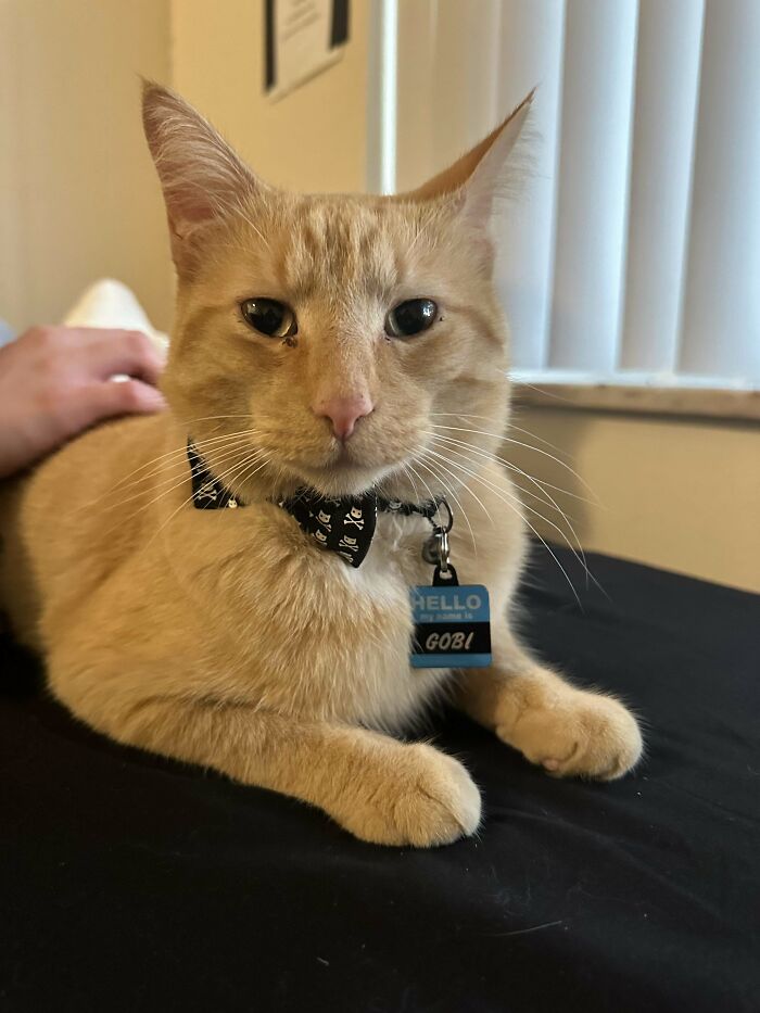 Orange cat with a skull bowtie collar resting on a black surface, showing a happy face of an adopted pet second chance.